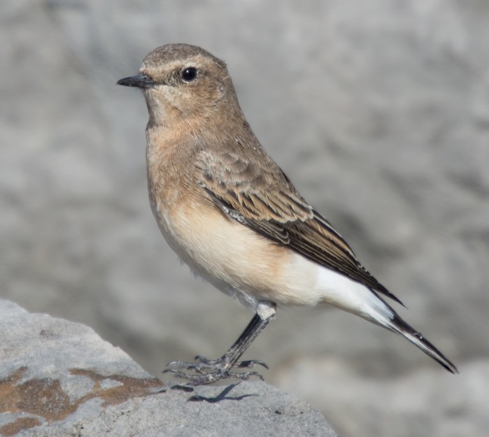Eastern Black-eared Wheatear