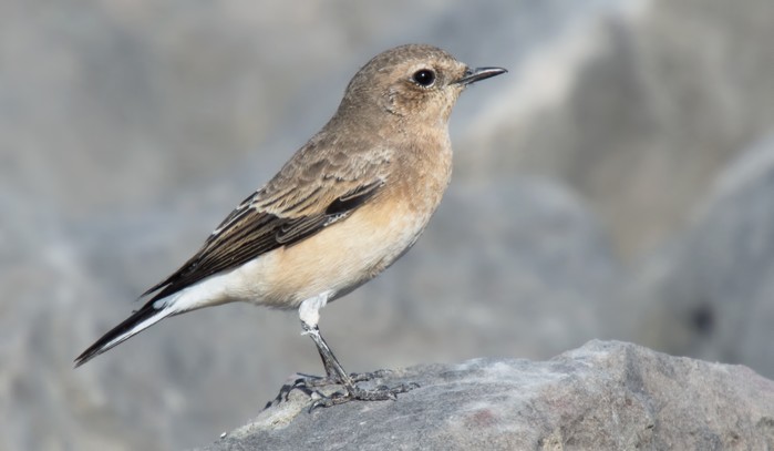 Eastern Black-eared Wheatear