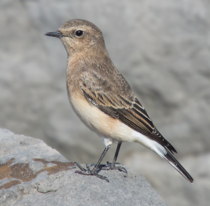 Eastern Black-eared Wheatear