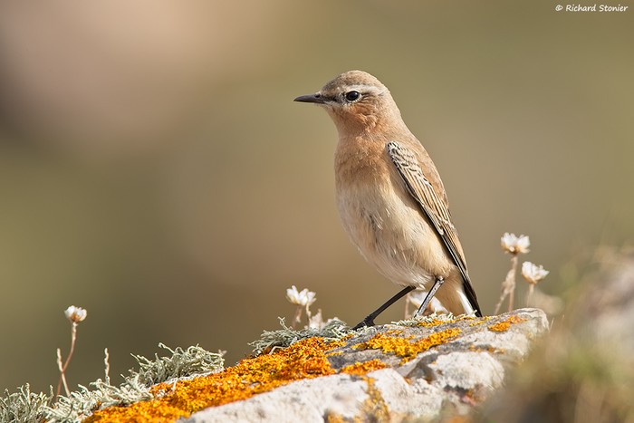 Wheatear