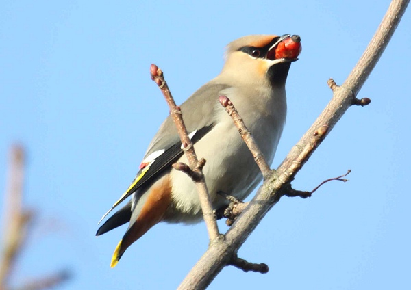 Waxwing