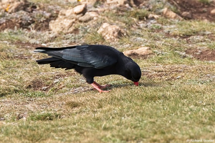 Chough
