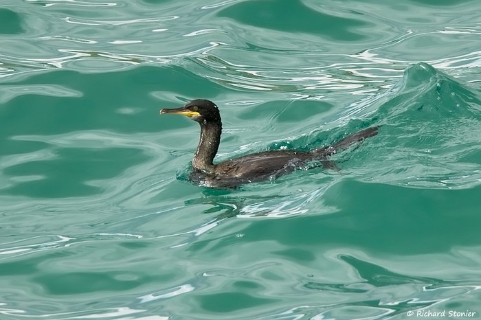 Shag