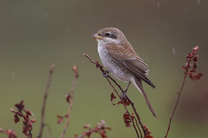 Red-backed Shrike