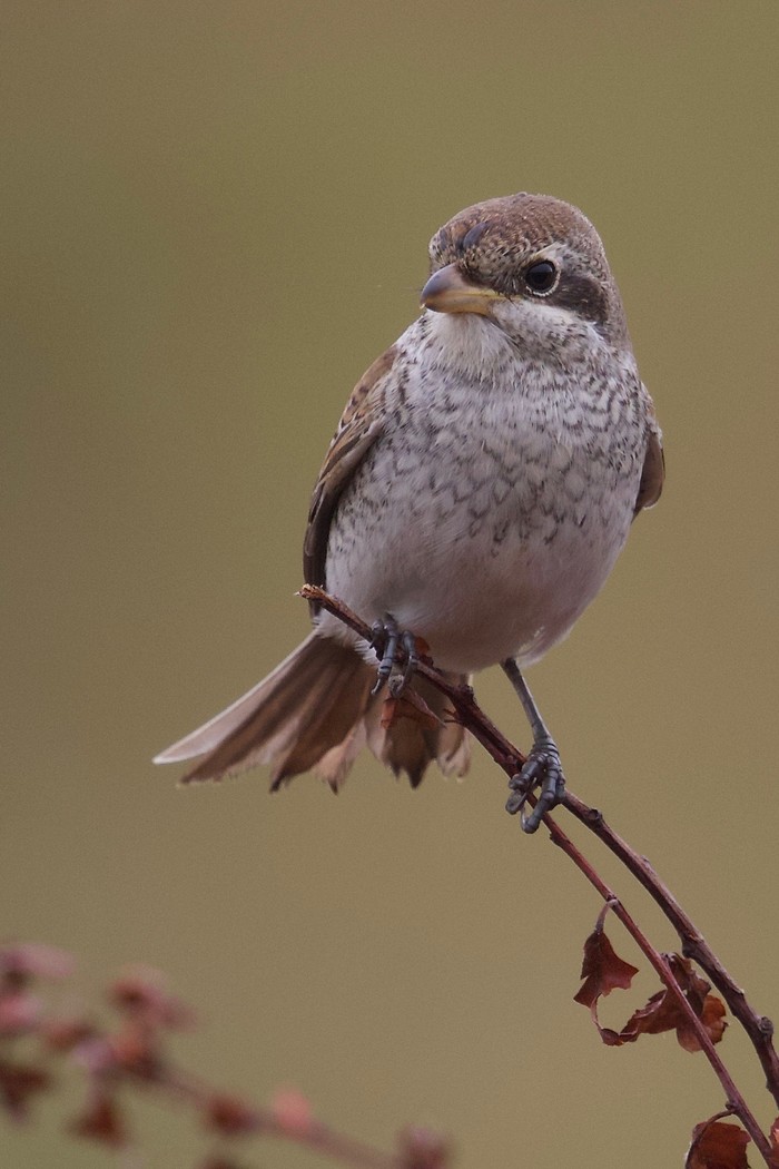 Red-backed Shrike