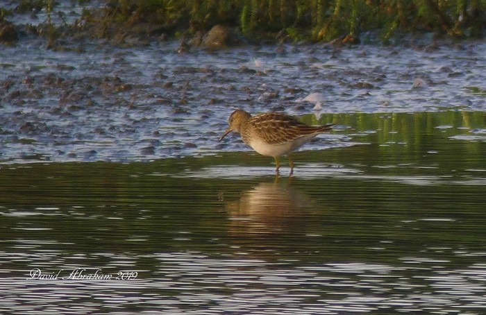 Pectoral Sandpiper
