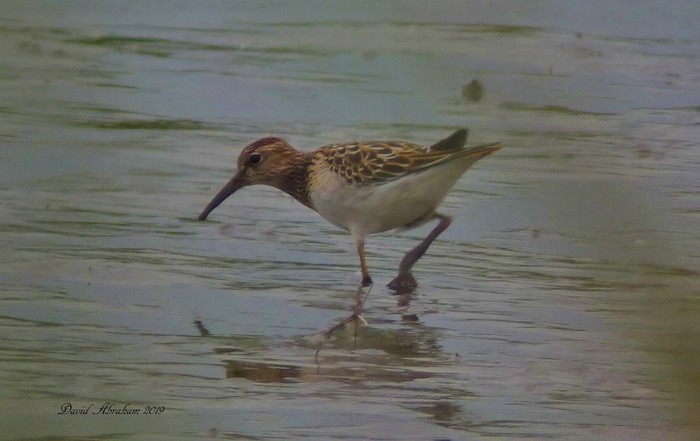 Pectoral Sandpiper