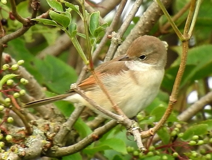 Whitethroat