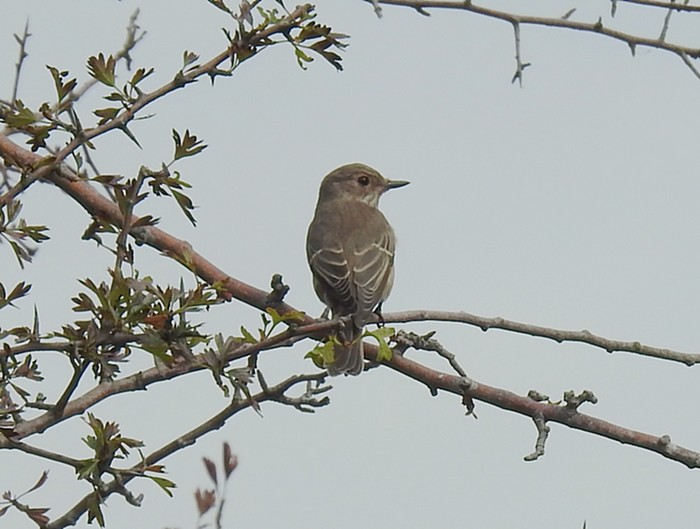 Spotted Flycatcher