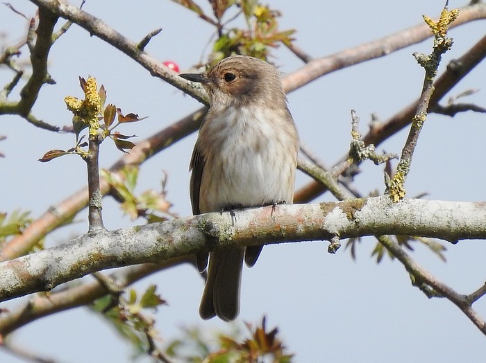 Spotted Flycatcher