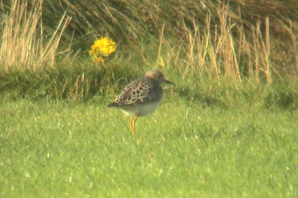 Buff-breasted Sandpiper