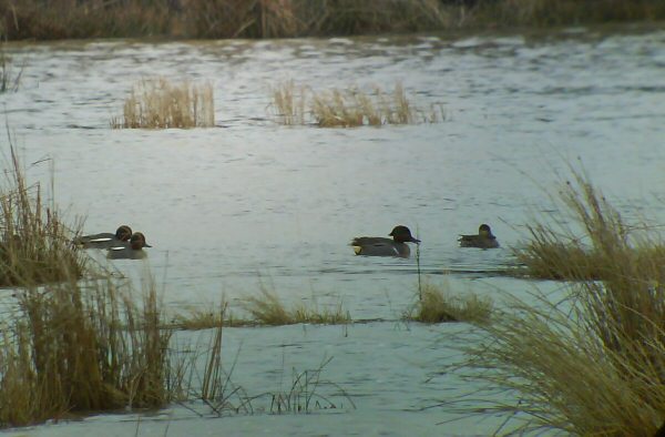 Green-winged Teal