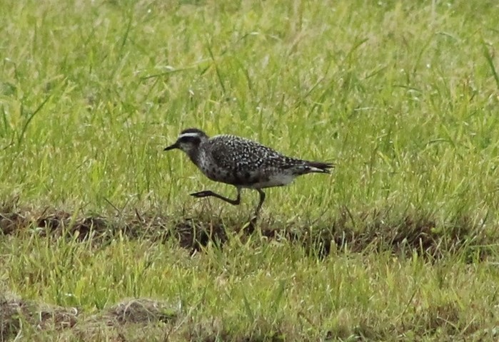 American Golden Plover