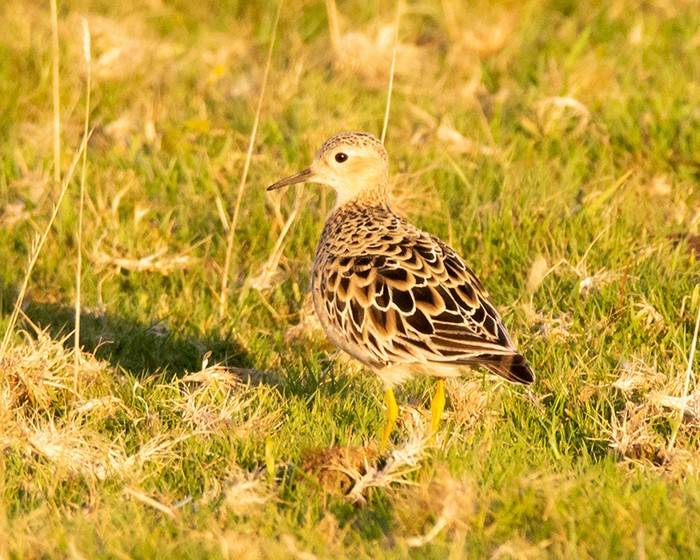 Buff-breasted Sandpiper