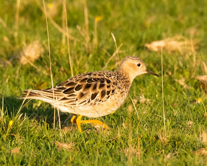 Buff-breasted Sandpiper