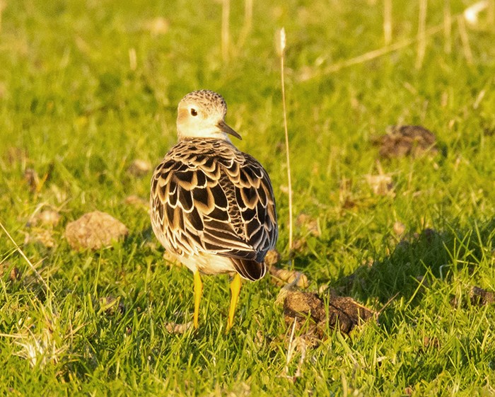 Buff-breasted Sandpiper
