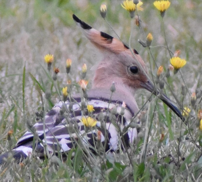 Hoopoe