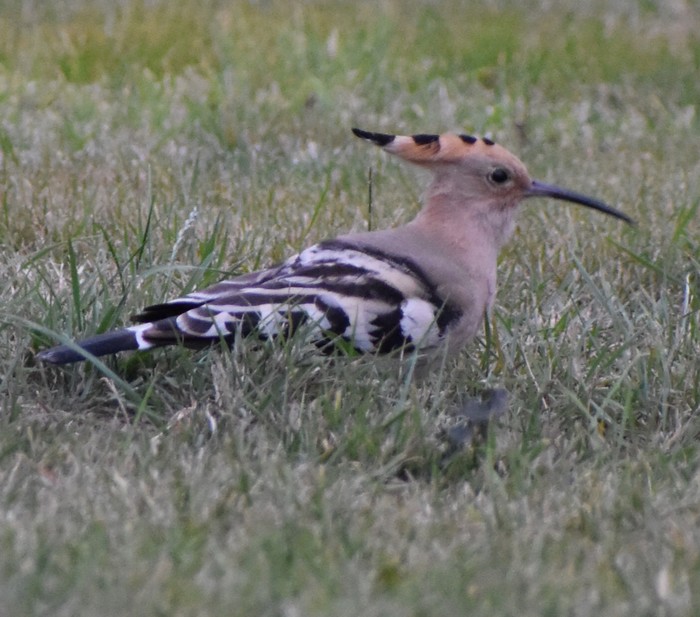 Hoopoe