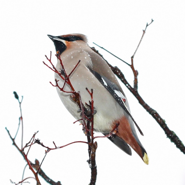Waxwing