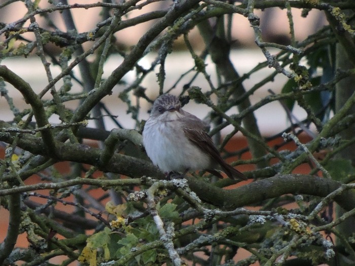 Spotted Flycatcher