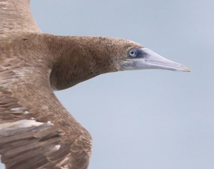 Brown Booby