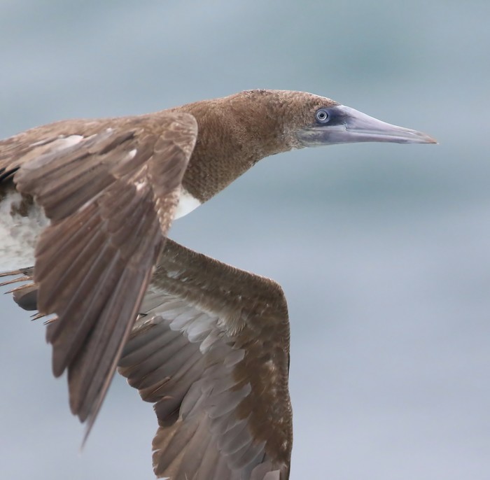 Brown Booby
