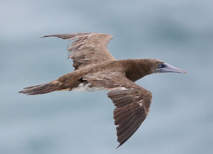 Brown Booby