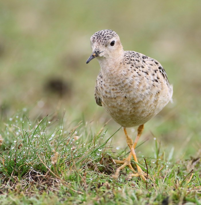 Buff-breasted Sandpiper
