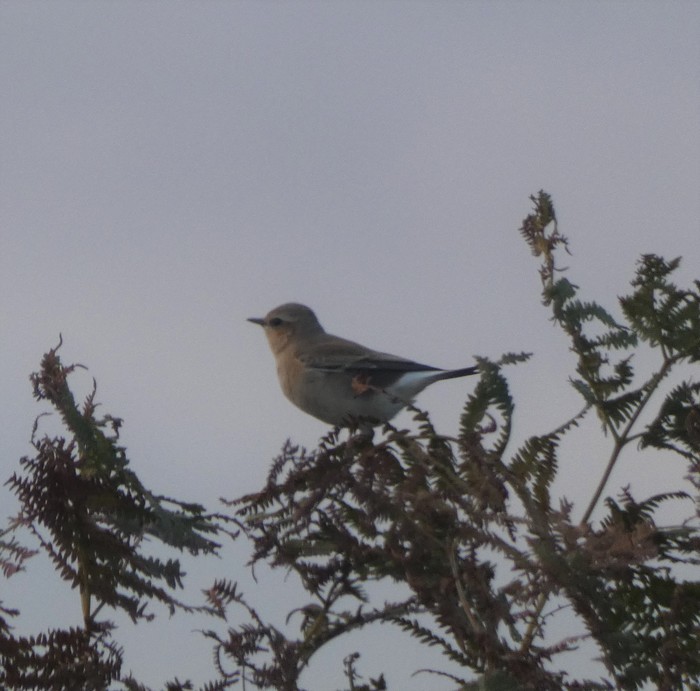 Wheatear