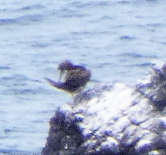 Brown Booby