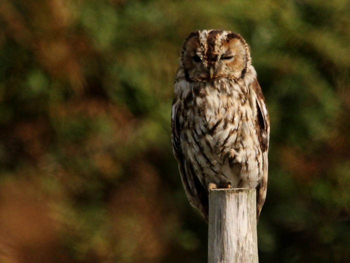 Tawny Owl