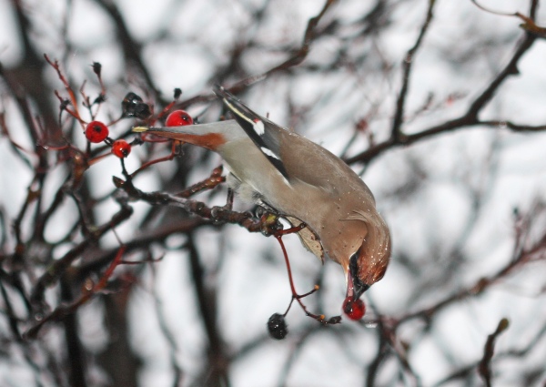 Waxwing