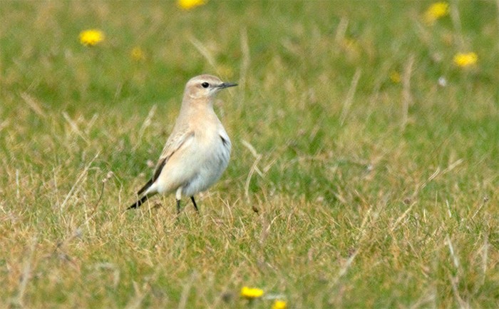Isabelline Wheatear