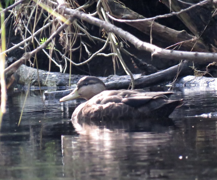 Black Duck
