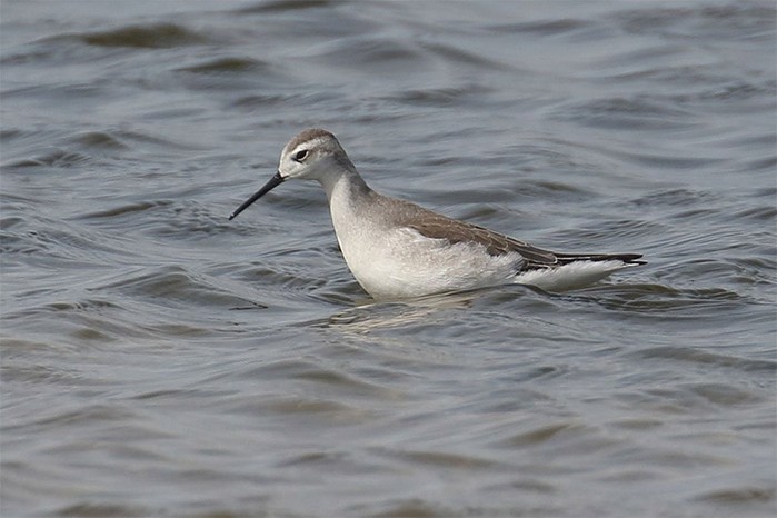 Wilson's Phalarope