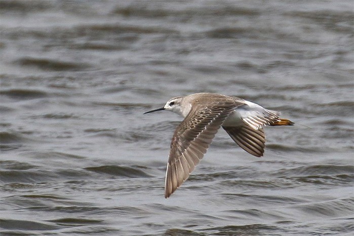 Wilson's Phalarope