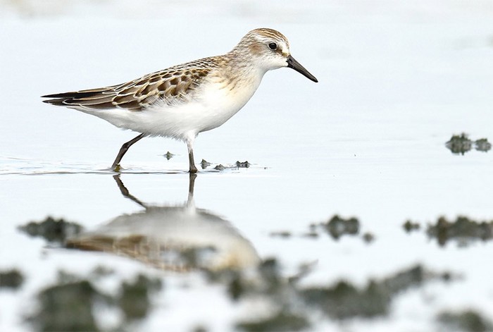 Semipalmated Sandpiper