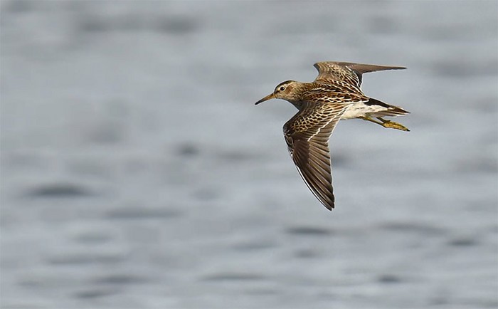 Pectoral Sandpiper