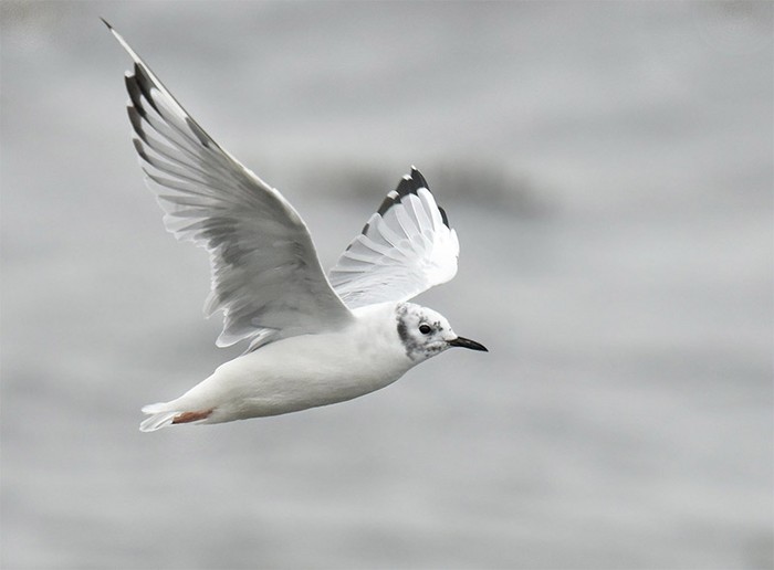 Bonaparte's Gull