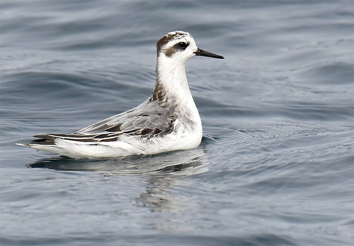 Grey Phalarope