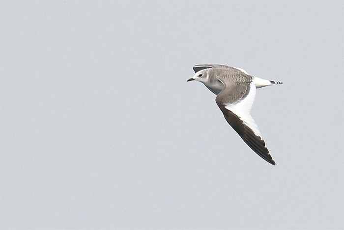 Sabine's Gull