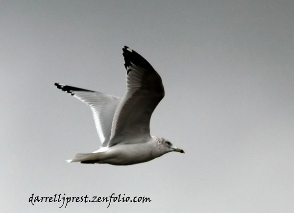 Ring-billed Gull