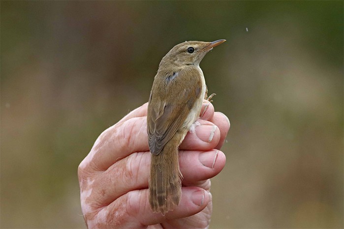 Blyth's Reed Warbler