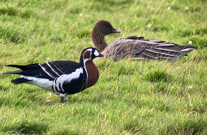 Red-breasted Goose