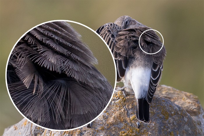 Eastern Black-eared Wheatear