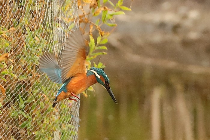 Kingfisher