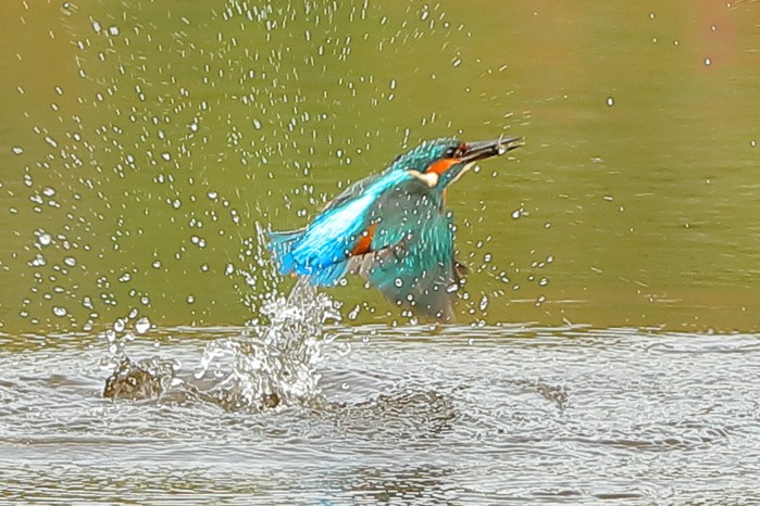 Kingfisher
