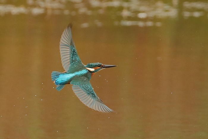 Kingfisher