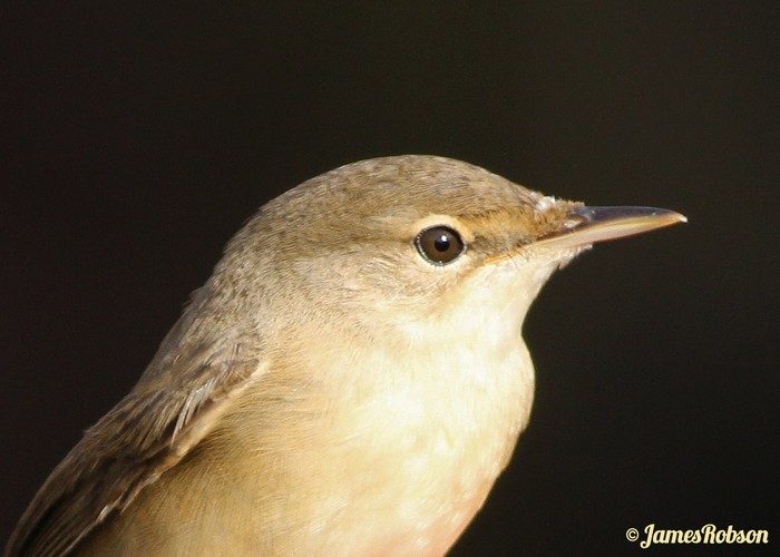 Marsh Warbler