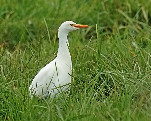 Cattle Egret